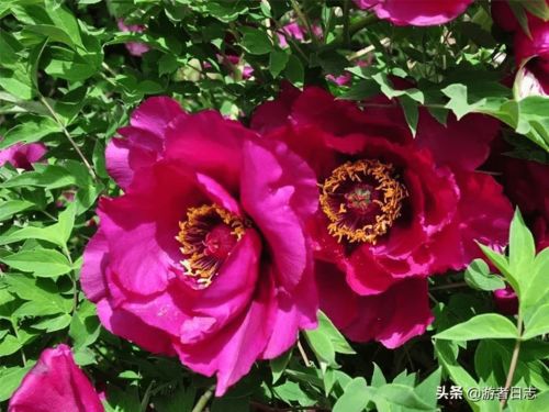 2021花儿原上乡村马拉松 临洮狄道之旅站 沿途美景美食提前看